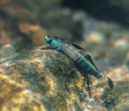 黑鰭枝牙鰕虎（Stiphodon percnopterygionus）是眾多受水壩導致棲息地破壞而受影響的洄游物種之一。
圖片提供：陳焯峰